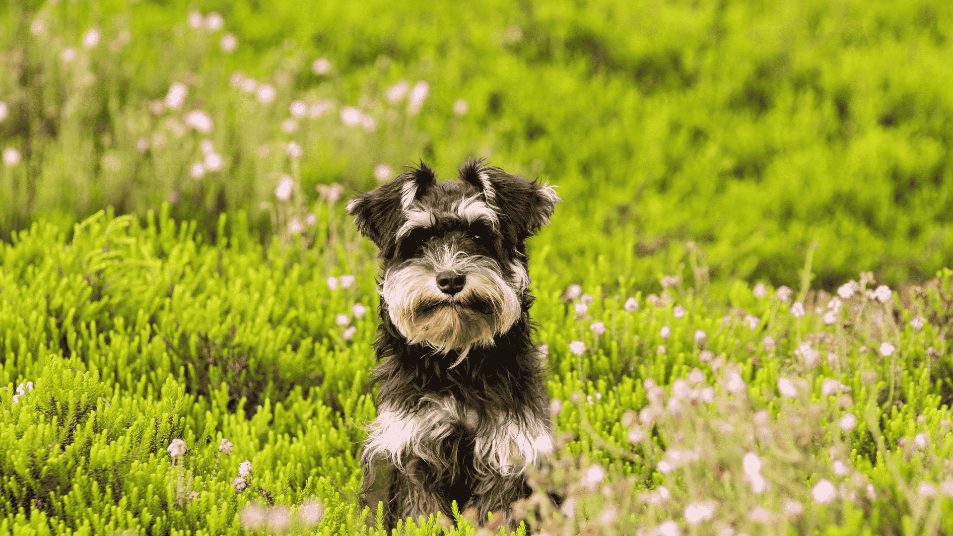 How to Keep Your Dog Clean Between Baths