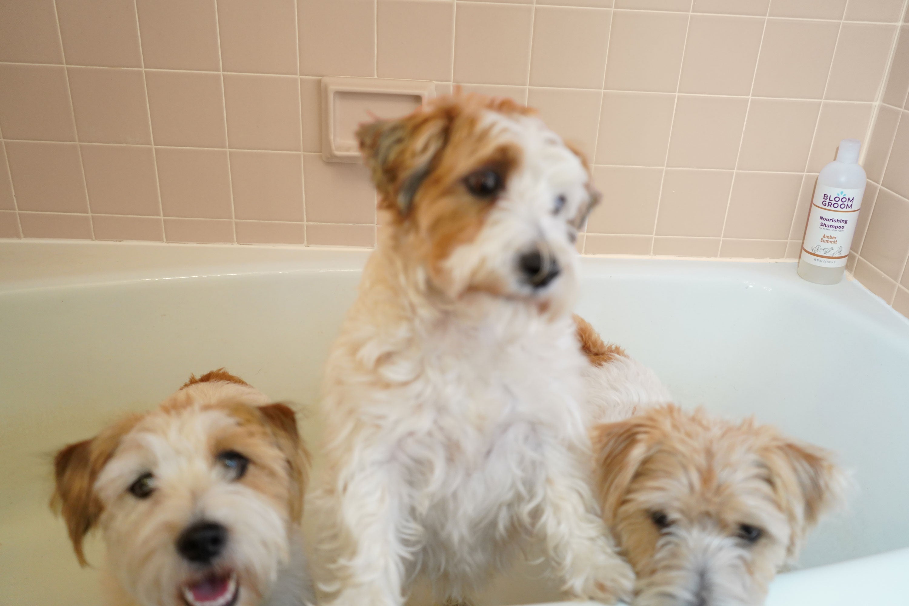 The Real Reason Your Dog Still Smells After a Bath