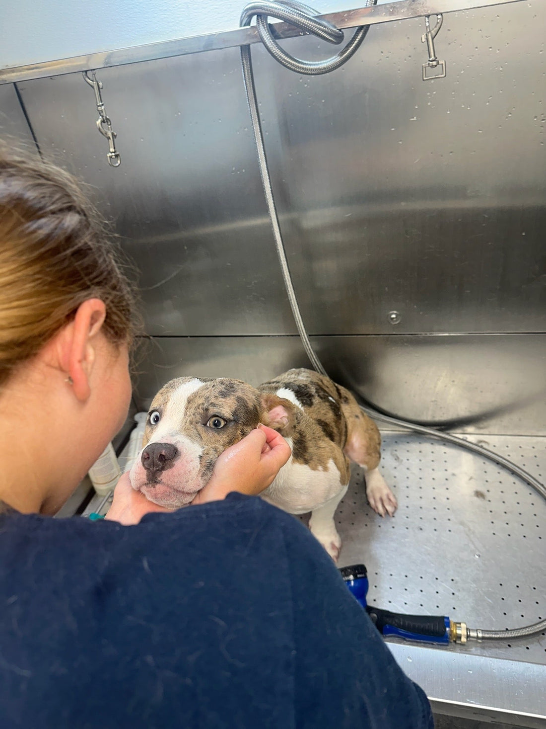 Itchy Dog? It Could Be the Shampoo (Here’s How to Fix It)