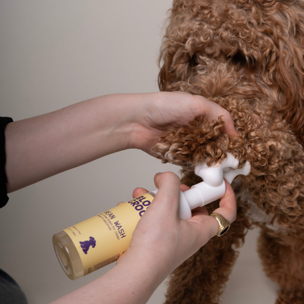 Bean Wash - Bloom Groom